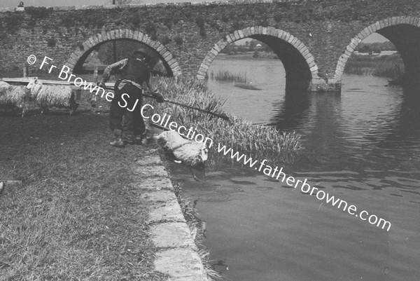 SHEEP WASHING IN RIVER BARROW